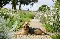 Airedale dog lying on garden path amongst the roses in a cotswolds garden