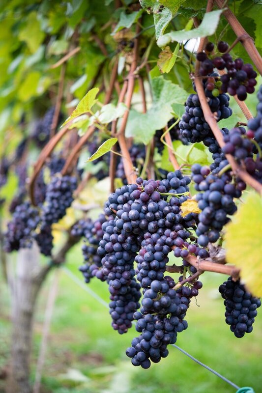 Dryhill Vineyard