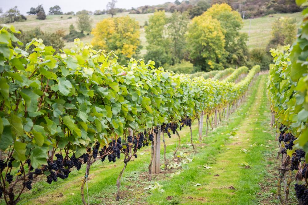 pinot noir vines at english cotswold vineyard photographed by Amy Murrell
