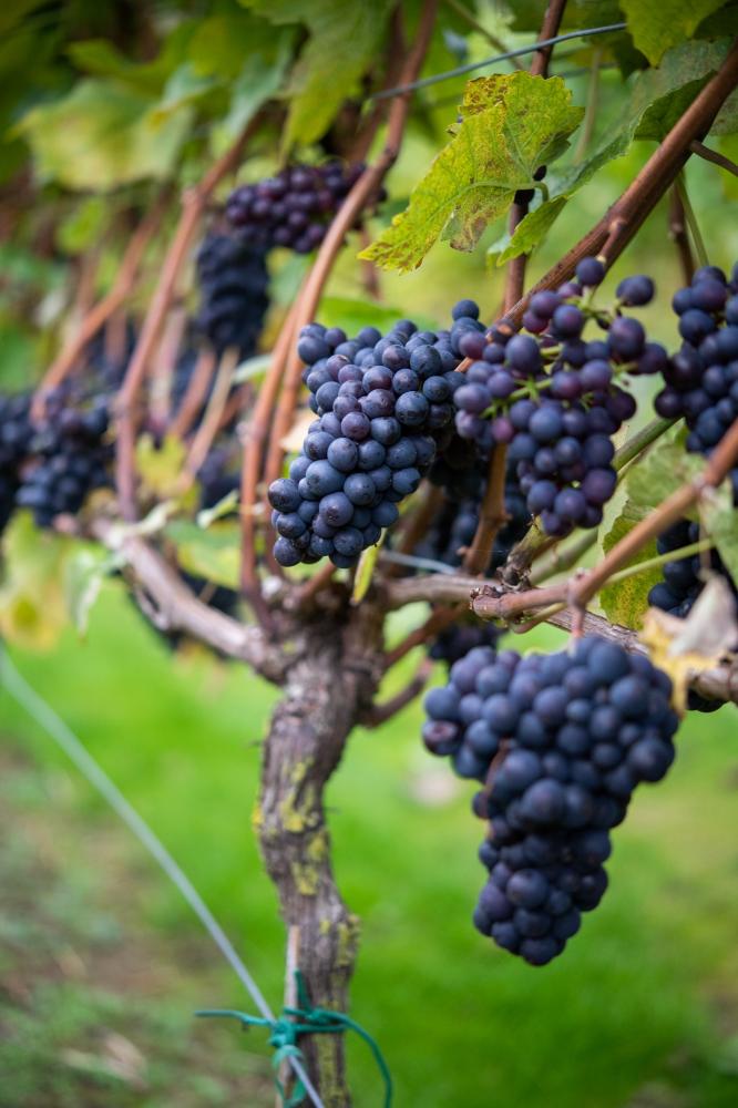 Pinot Noir harvesting at English Vineyard Dryhill in the Cotswolds