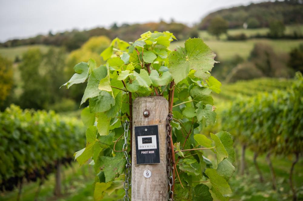 pinot noir grape harvest at english winery dryhill lifestyle photography by Amy Murrell