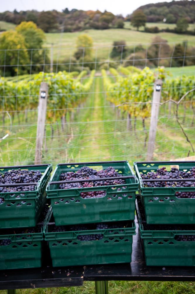 Harvesting grapes at Dryhill estate in Cotswolds