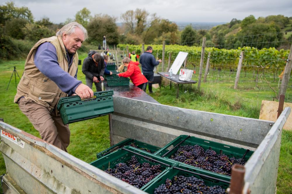 pinot noir grape harvest at english winery lifestyle photography by Amy Murrell