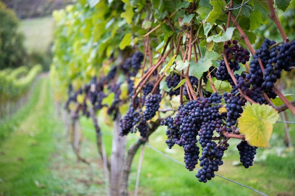 Pinot Noir grapes during harvest photographed by Amy Murrell photographer