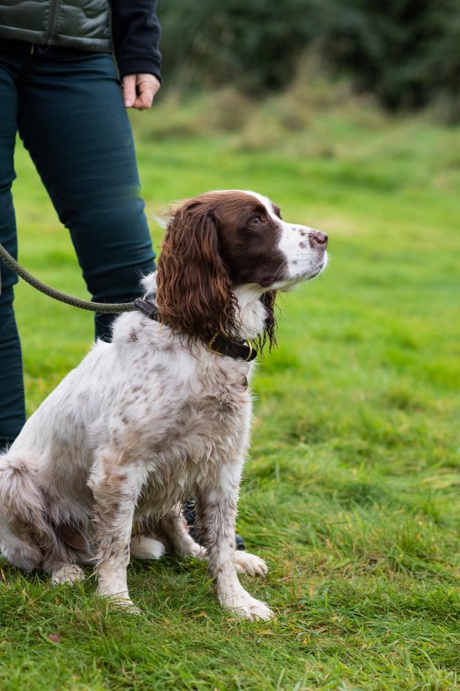 springer spaniel in the countryside photographed by amy murrell
