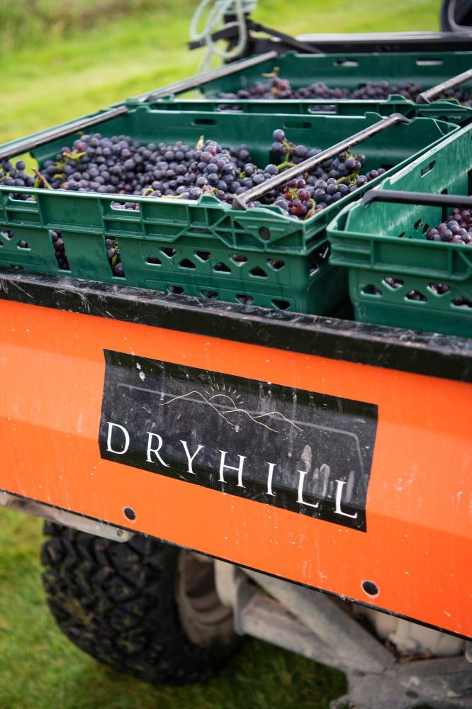 pinot noir grape harvest at english winery Dryhill lifestyle photography by Amy Murrell