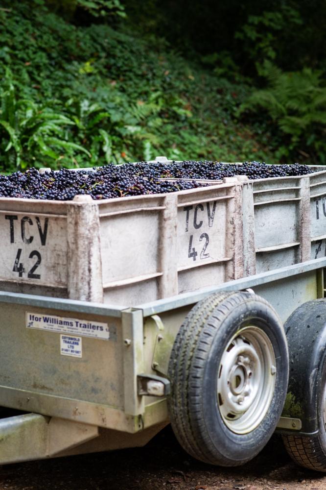 pinot noir grape harvest at english winery lifestyle photography by Amy Murrell