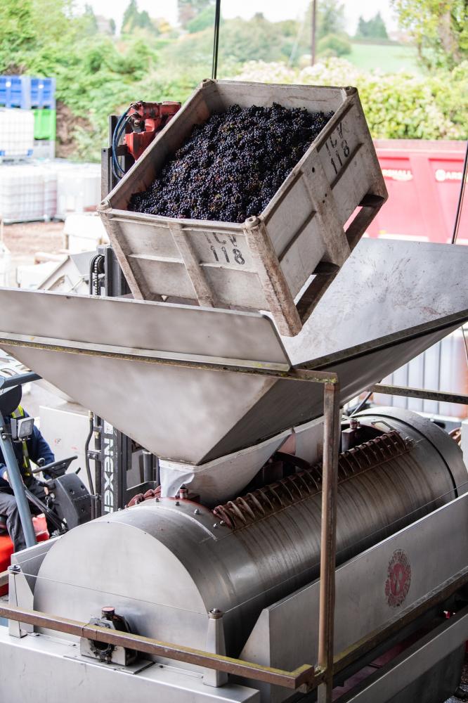 Three Choirs vineyard grape pressing lifestyle photography by Amy Murrell