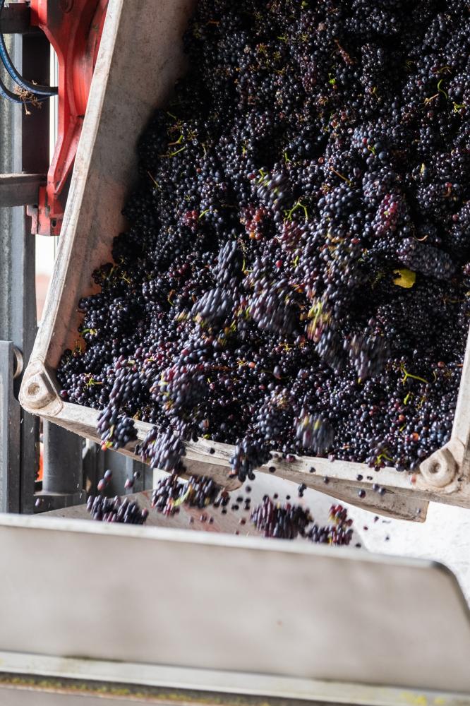 Three Choirs vineyard grape pressing pinot noir lifestyle photography by Amy Murrell