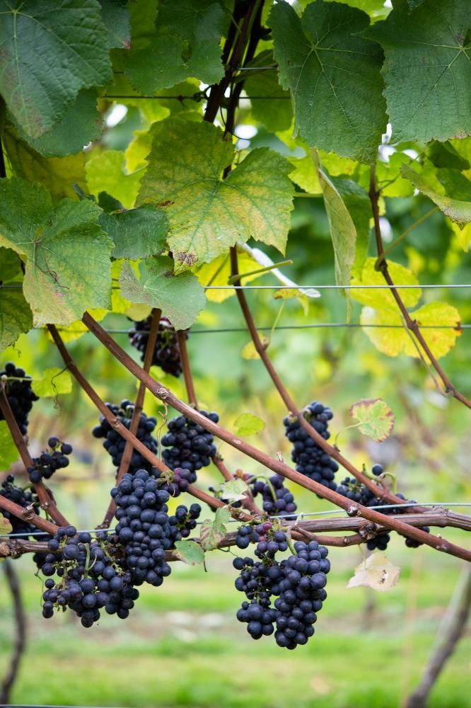 Pinot Noir vineyard harvest lifestyle photography by Amy Murrell