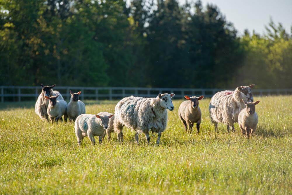Lifestyle and interiors photography for Thyme, boutique hotel